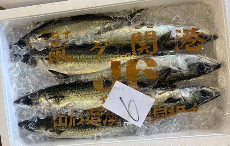 サバ（天然・冷凍）